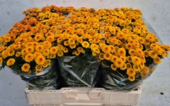 Chrysanth Santini Tammy Sunny 55cm 44gr.