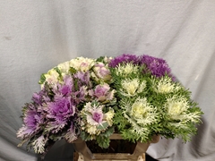 Brassica Mix 60cm