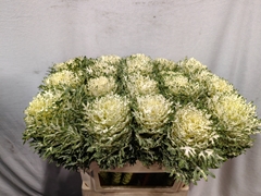 Brassica Crane Feather Snow 70cm
