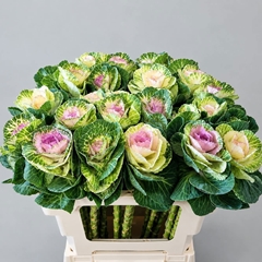 Brassica Crane Bicolour 60cm