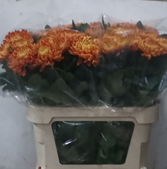 Chrysanth Single Astro 75cm 75gr.