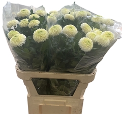 Chrysanth Single Ping Pong 75cm 50gr.