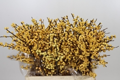 Ilex Magical Citronella 60cm