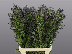 Ligustrum Ovalifolium Libelle 100cm