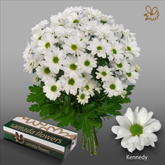Chrysanth Spray Kennedy 70cm 90gr.