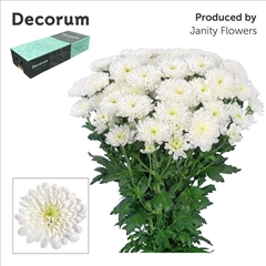 Chrysanth Spray Altaj 70cm 120gr.