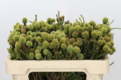 Brunia Fragarioides 50cm