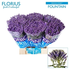 Veronica Smart Fountain 50cm