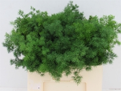 Asparagus Umbellatus 55cm