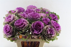 Brassica Red Crane 60cm