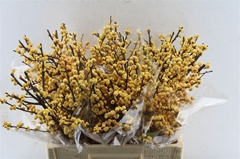 Ilex Magical Citronella 60cm