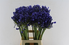 Agapanthus Eyfori Blue 70cm