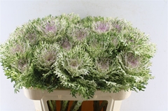 Brassica Crane King 70cm