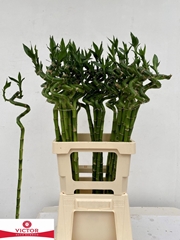 Dracaena Lucky Bamboo 70cm Spiral