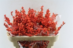 Ilex Oudijk's Orange 70cm