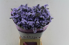 Limonium Sinuatum Donau Birds 70cm 65gr.