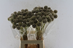 Scabiosa Stellata 70cm