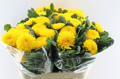 Chrysanth Single Migoli 80cm 100gr.