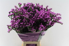 Limonium Sinuatum Rosa Sun Birds 80cm 80gr.