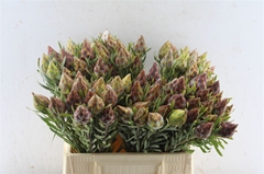 Leucadendron Rubrum 40cm