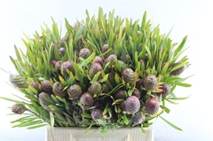 Leucadendron Coniferum 40cm