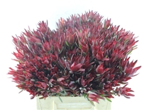 Leucadendron Salignum Blush 40cm Spray