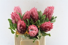 Protea Cynaroides Red Rex 40cm