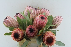Protea Magnifica 40cm