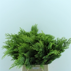 Chamaecyparis Obtusa Nana Gracilis Per Bunch 40cm