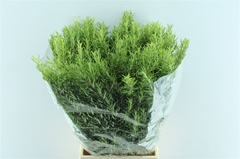 Rosmarinus Officinalis Per Bunch 50cm 200gr.