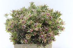 Leucadendron Ayoba Star Pearl 60cm Spray