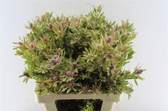 Leucadendron Ayoba Star Pearl 60cm Spray