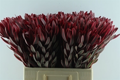 Leucadendron Jester 60cm