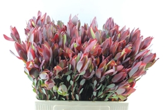 Leucadendron Senorita 60cm Spray