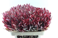 Leucadendron Jester 70cm