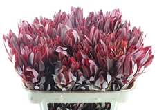 Leucadendron Jester 70cm
