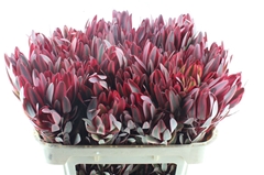 Leucadendron Jester 70cm