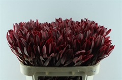 Leucadendron Jester 70cm
