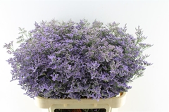 Limonium Safora Classic Blue 80cm 45gr.
