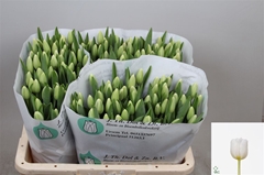 Tulip Single Antarctica 40cm 35gr.