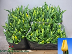 Tulip Single Strong Gold 40cm 35gr.