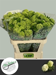 Viburnum Opulus Roseum 80cm