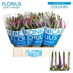 Veronica Smart Colours Mix 60cm
