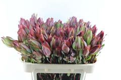 Leucadendron Senorita 70cm Spray