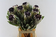Protea Magnifica Niobe 70cm