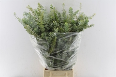 Eucalyptus Baby Blue Per Bunch 80cm 200gr.