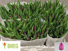 Tulip Single Purple Prince 35cm 28gr.