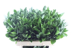Ruscus Hypophyllum 80cm
