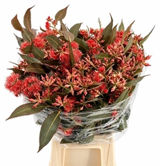 Eucalyptus Robusta Absorbed Painted Red Per Bunch 65cm 300gr.