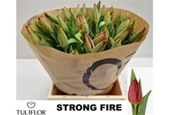 Tulip Single Strong Fire 40cm 35gr.